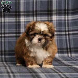 Becka, Shih Tzu Puppy